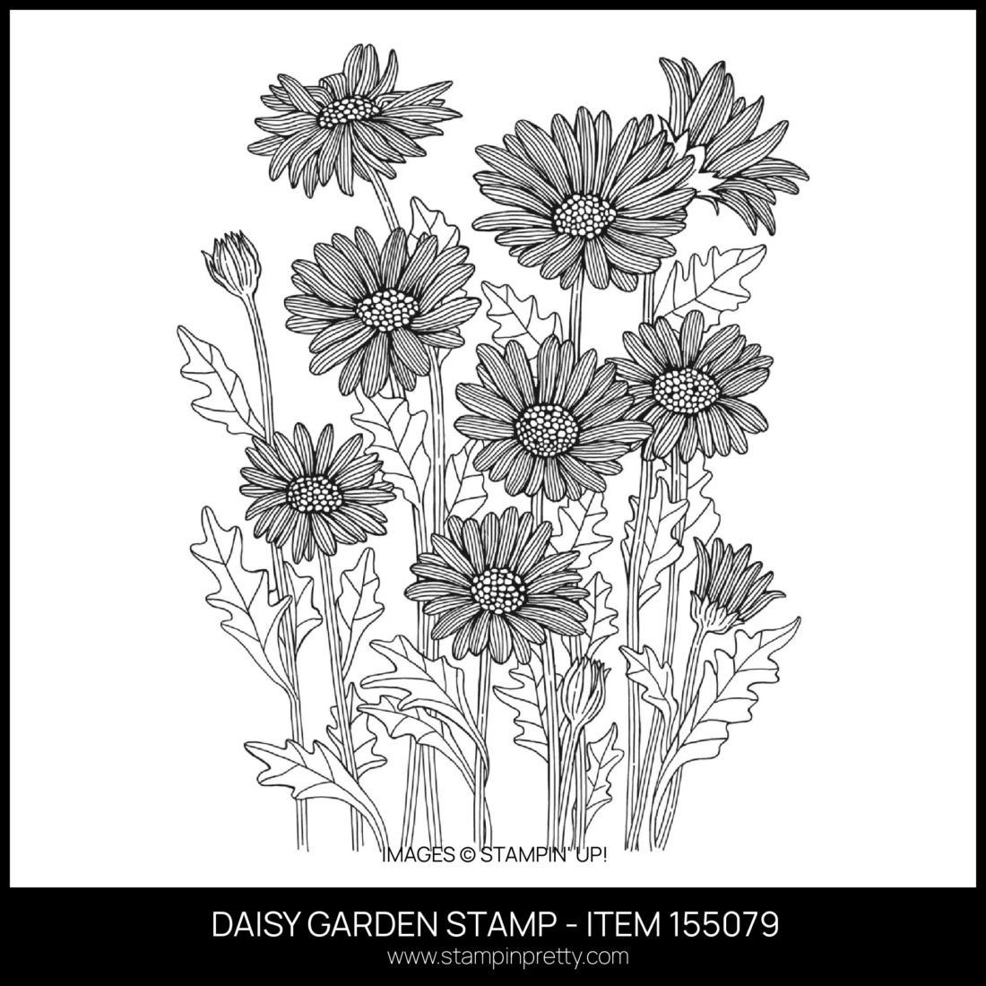 Let's Celebrate with Daisy Garden!